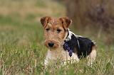 FOX TERRIER 541